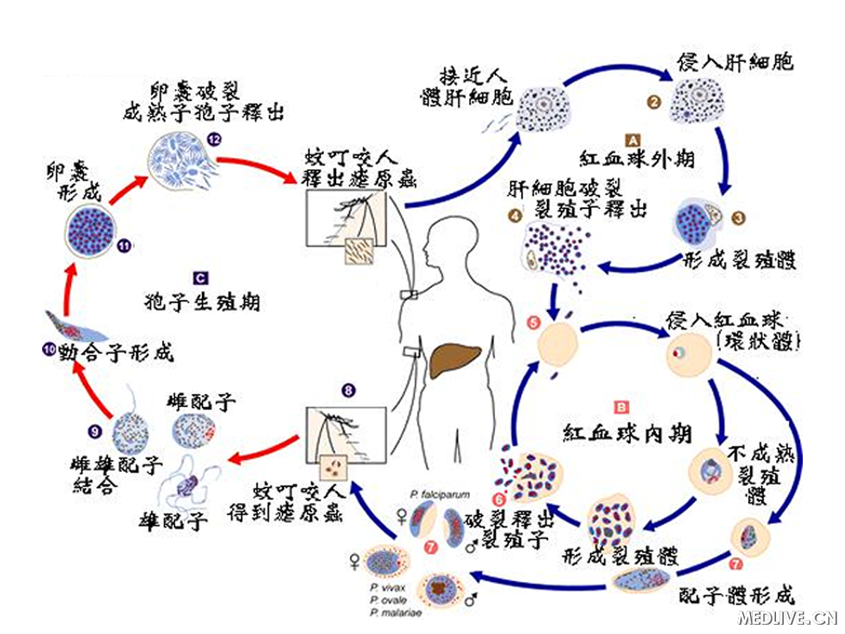 疟原虫的生活史图