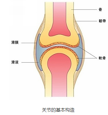 掰指关节的"咔咔"声从哪儿来?