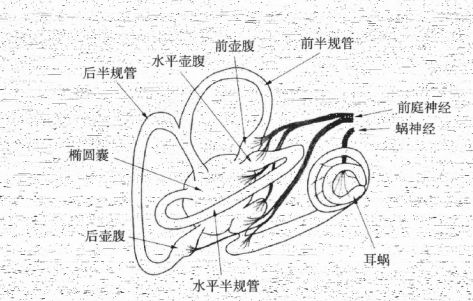 半规管的神经支配