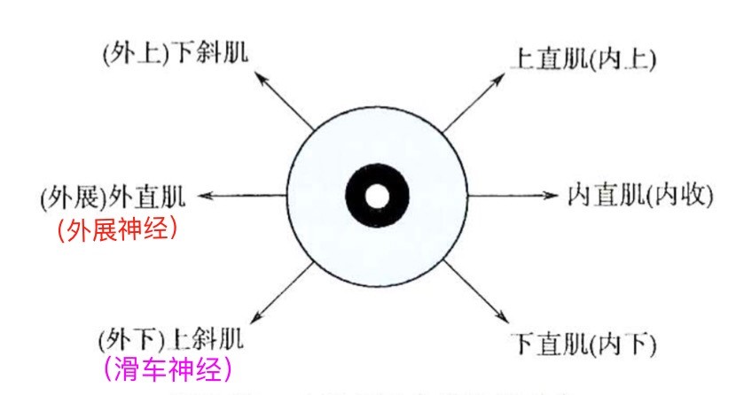 图1 右眼眼外肌运动方向(除外直肌,上斜肌外均为动眼神经支配)