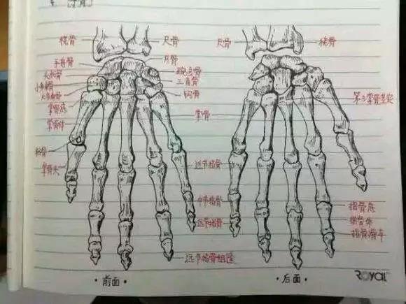 学医后,艺术气息飙升,解剖图,病理图,生物图,手术图样样拿手.