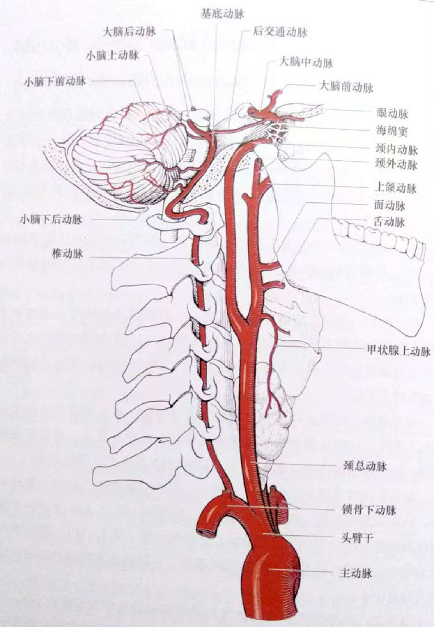 图2 duus脑供血动脉(颈总动脉,椎动脉)的硬膜外走行关于bhs的诊断及