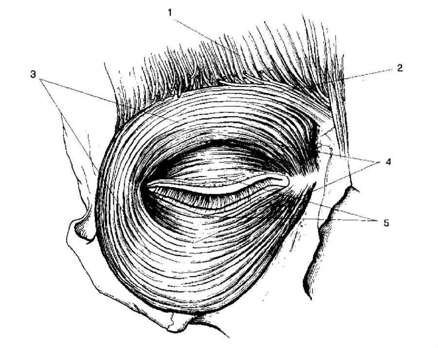 图3 眼轮匝肌(1=额肌;2=皱眉肌;3=眼轮匝肌眼眶部分;4=眼轮匝肌眶隔