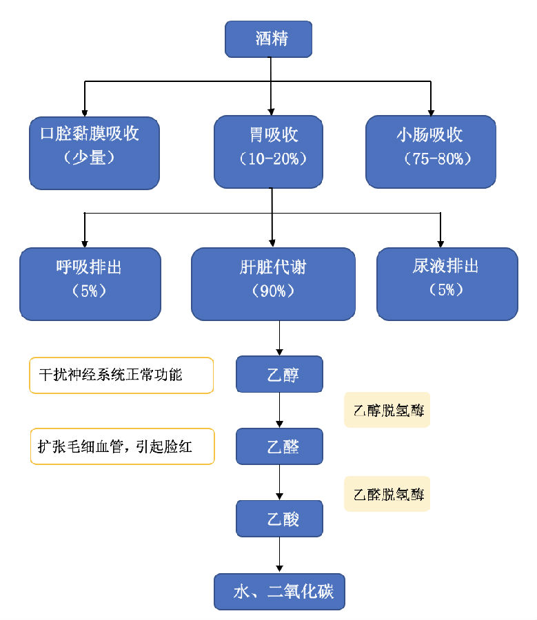 胃,小肠吸收,主要经过肝脏代谢,将酒精的体内代谢过程"小酌怡情,大饮