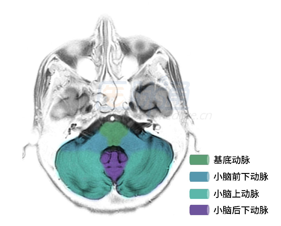 小脑桥脑脚层面