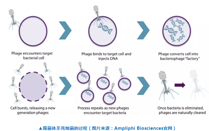 噬菌体杀死细菌的过程(图片来源:ampliphi biosciences官网)