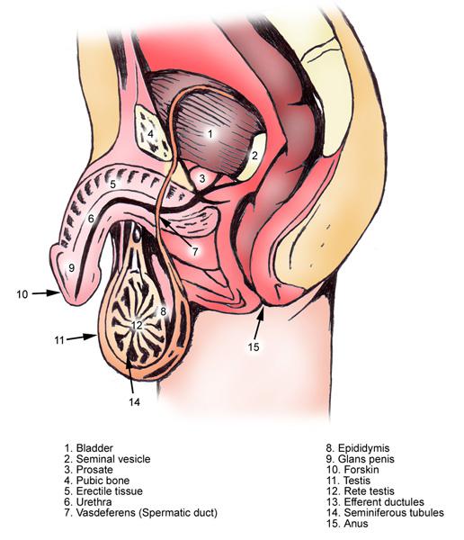 男性尿道是一条狭窄的纤维肌管,将尿液和精液分别从膀胱和射精管输送