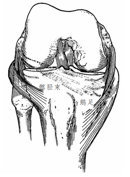 静与动膝关节周围相关韧带解剖及功能