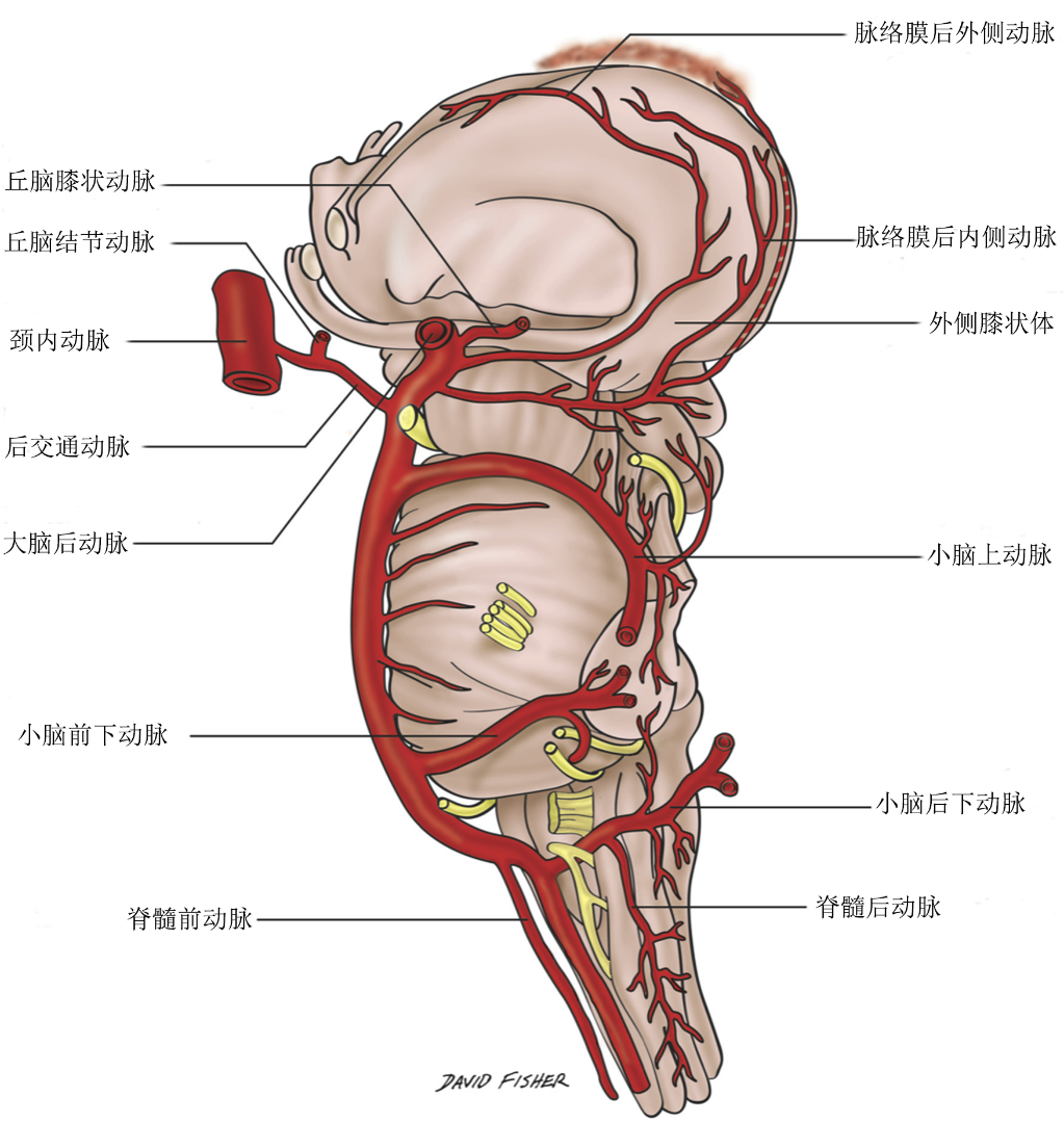 医学资讯 详细丘脑结节动脉(图4)也被称为丘脑前穿通动脉,极动脉,供应