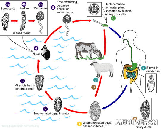 肝片形吸虫结构图图片