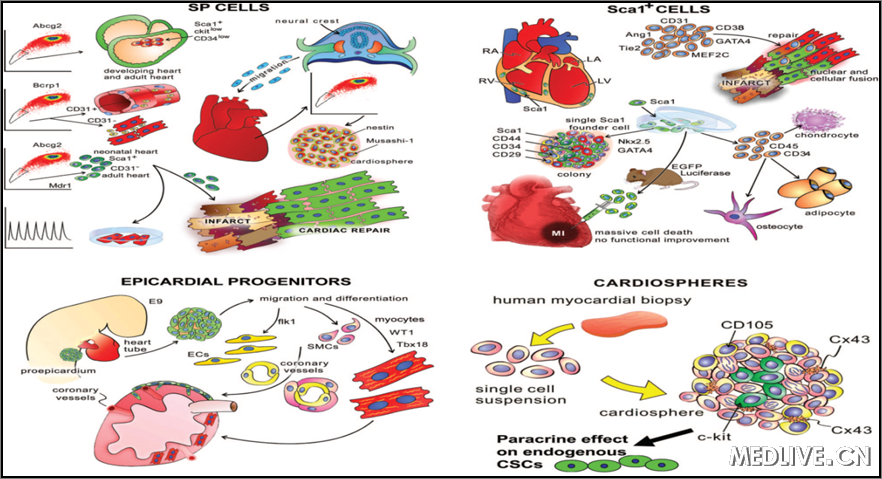 心肌细胞模式图片