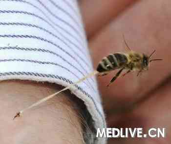 蜂刺毒素可杀死艾滋病毒