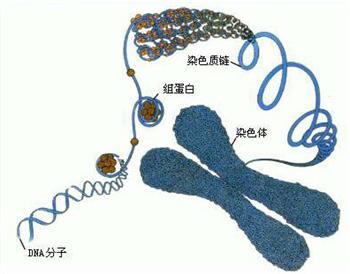 广西梧州发现一例人类染色体异常核型