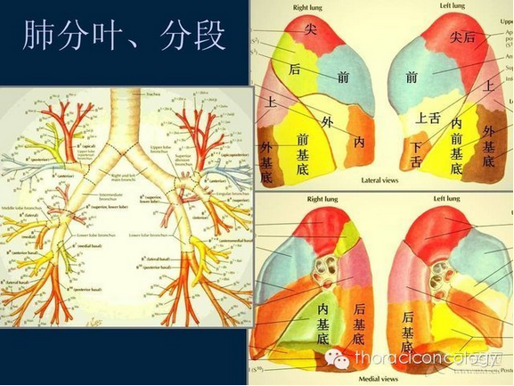 肺的分叶图图片