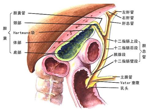肝内胆管图片清晰图片图片