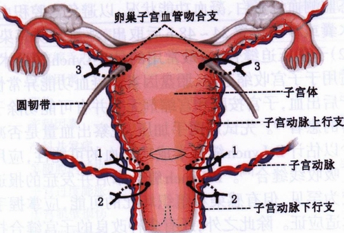 子宫的血液供应图图片