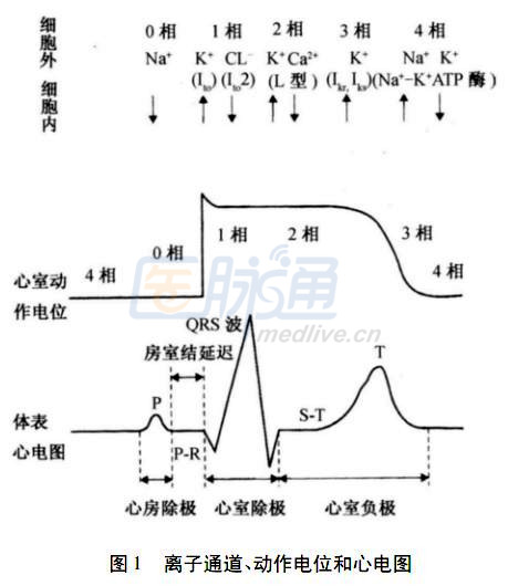 正常情况下,心外膜层心肌细胞的动作电位有明显的切迹或称锋电位和