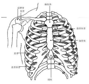 step4 确认体表标志:胸骨角;第10肋骨;第4肋骨