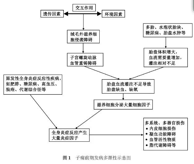 子癇前期發病機制的多源性