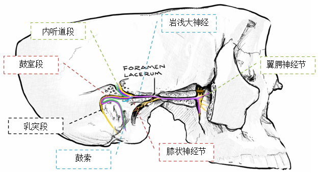 抽丝剥茧大卸八块全面学习面神经