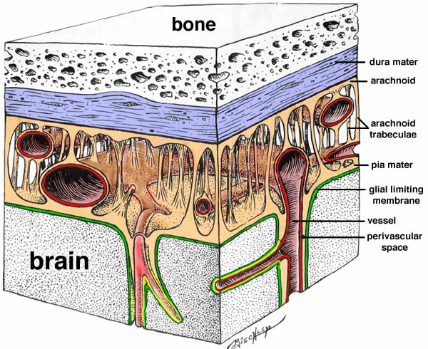 蛛网膜结构图图片