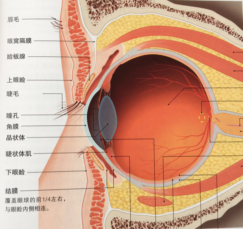 以下两张图片主要展示眼轮匝肌(源自《3d人体解剖图》一书,辽宁科学