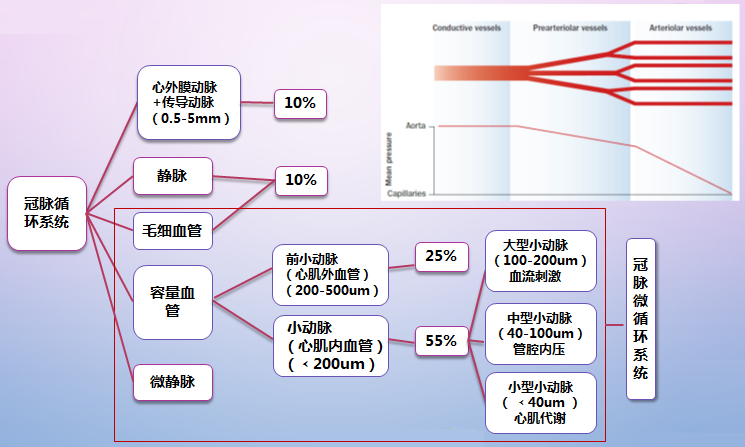 冠脉循环系统组成