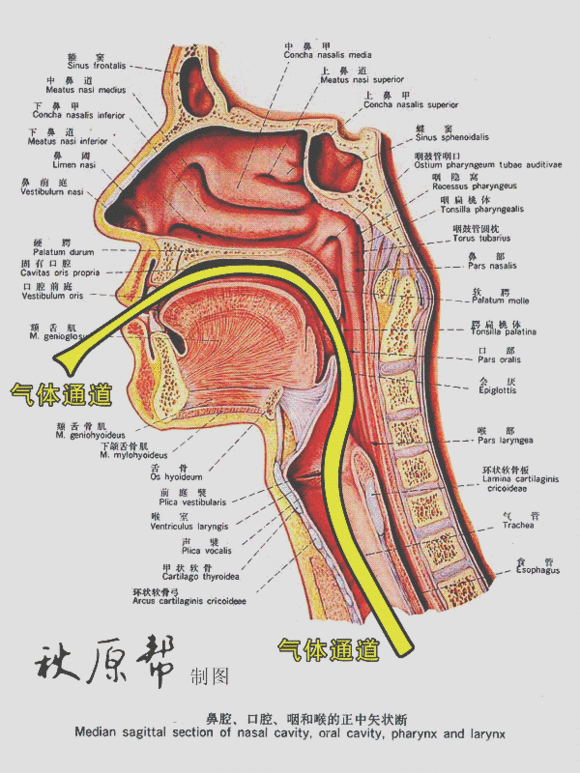 气管食管解剖位置图谱图片