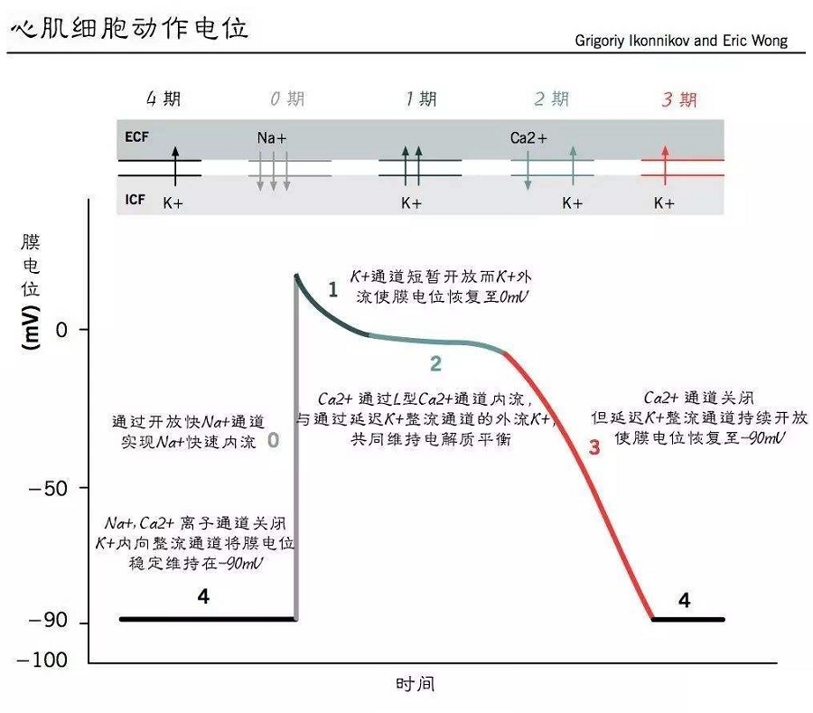 心室肌细胞动作电位示意图