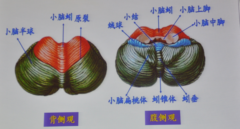 庄建华小脑认知情感综合征csatisc2018