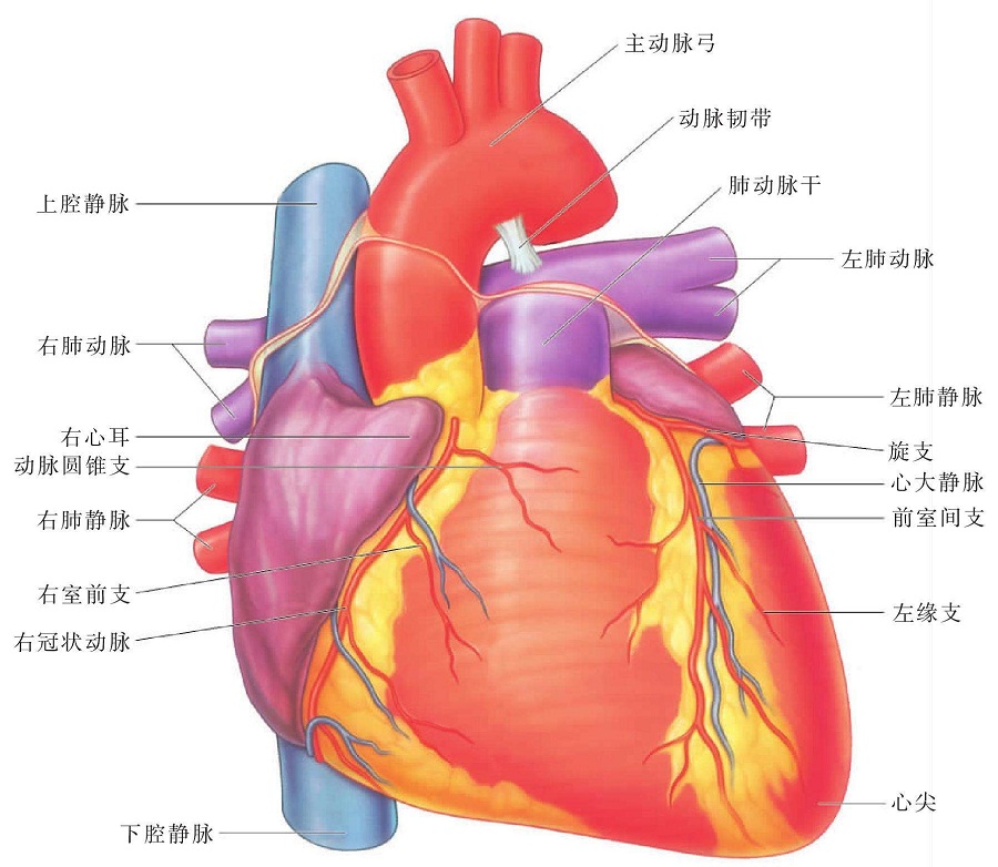右心房和右心室相连,左心房和左心室相连