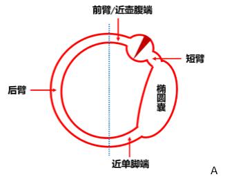 图文并茂水平半规管bppv眼震的机制再认识丨晕筹帷幄