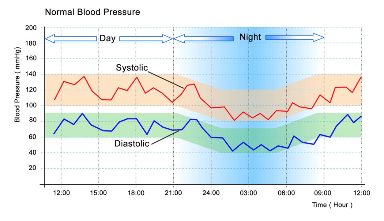 正常人血压曲线图片