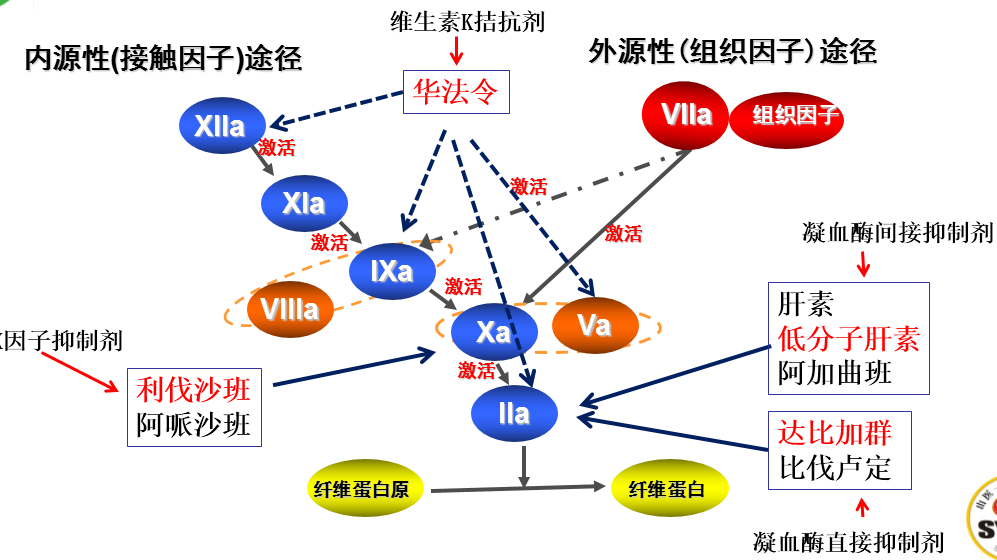 目前的多项研究显示,抗生素影响凝血功能,干扰抗凝药物的疗效