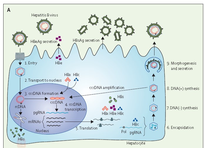 乙型肝炎病毒结构图图片