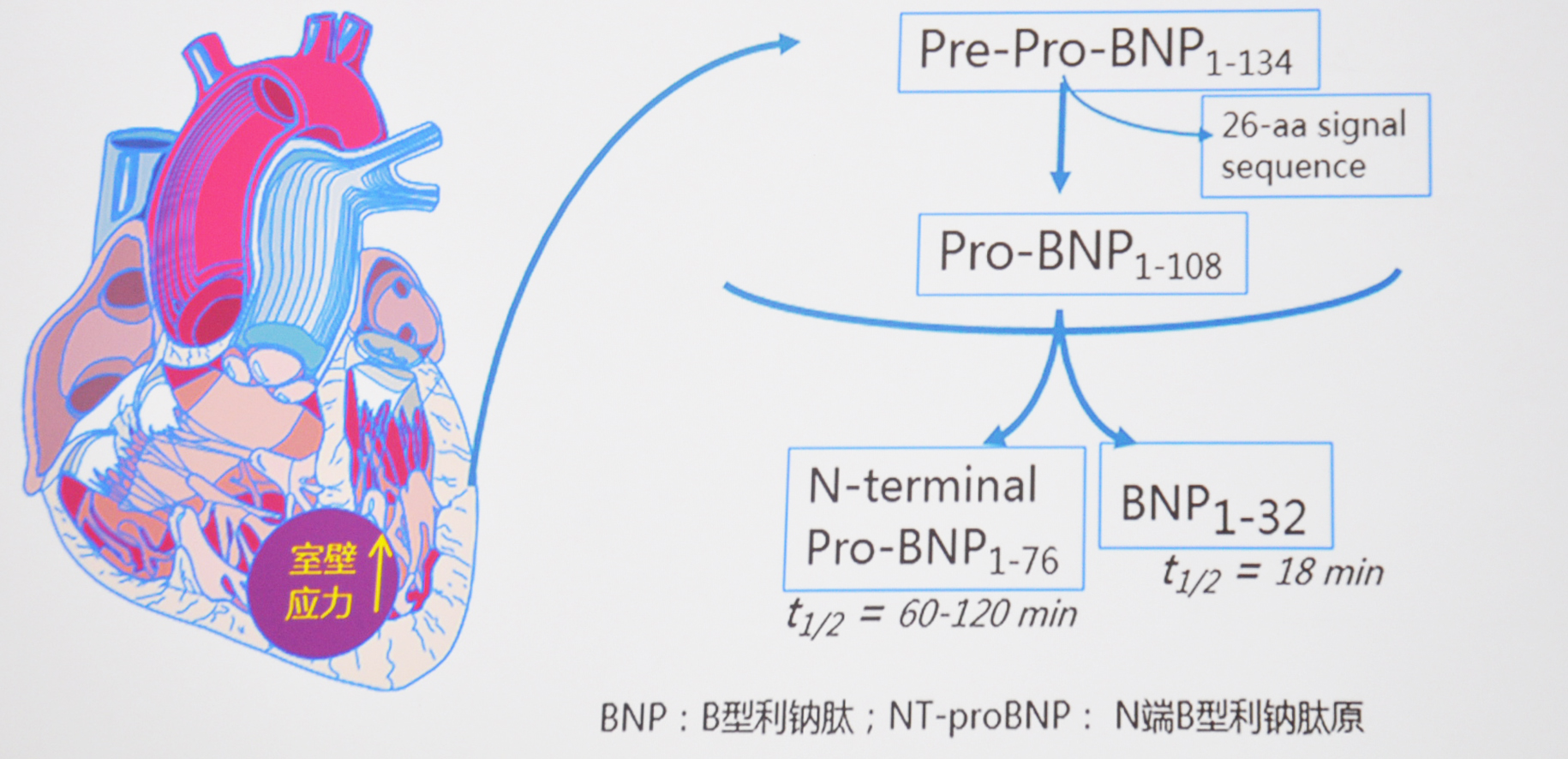 心肌标志物BNP图片