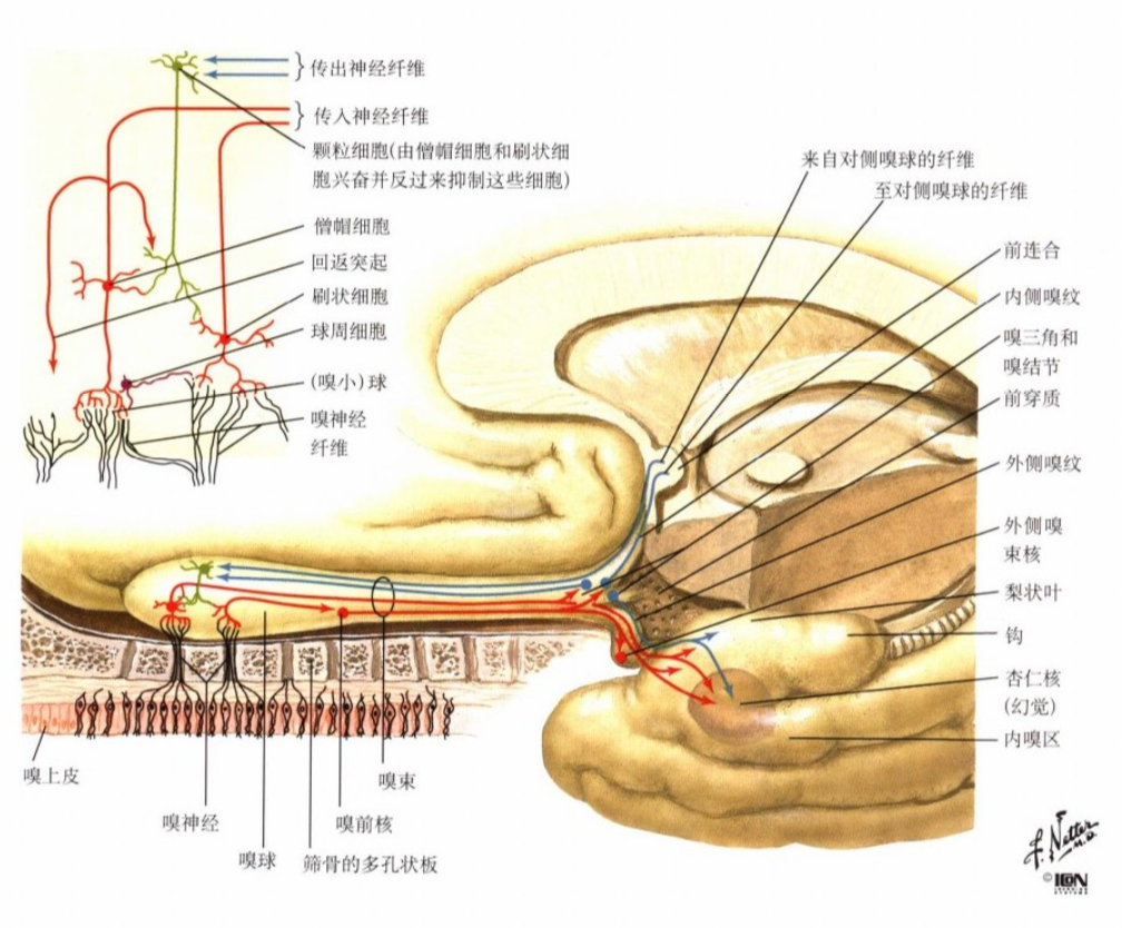 ——神经科大夫会诊小技能 丨临床必备