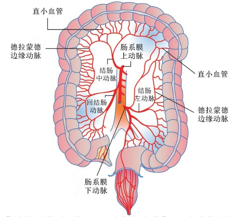 左结肠动脉图片