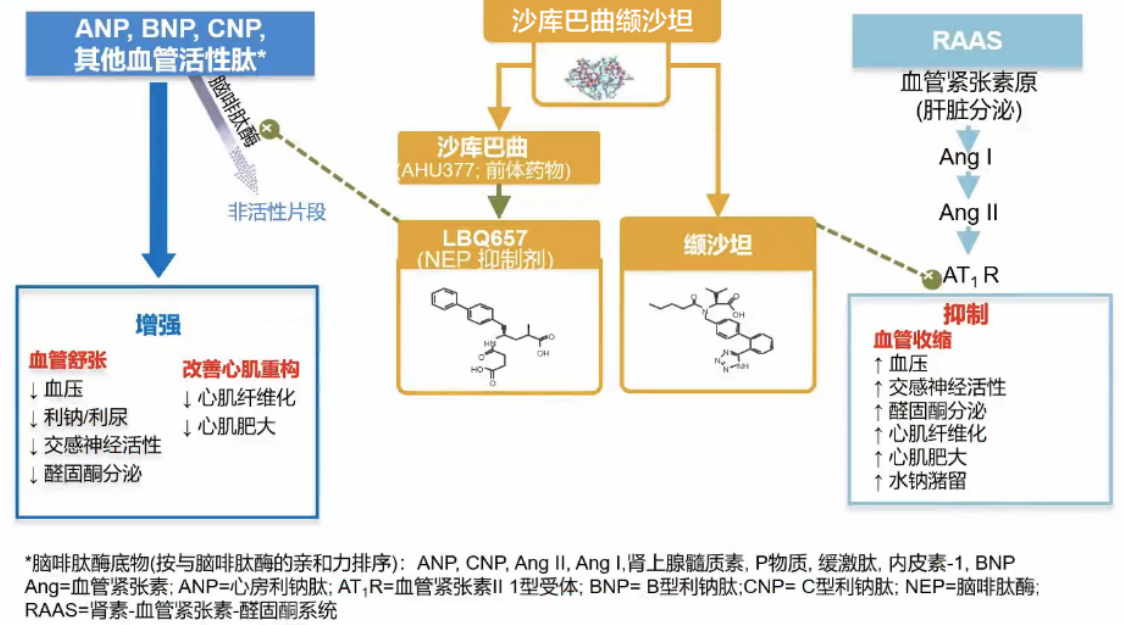 代表药物为沙库巴曲缬沙坦(一种前体药物,该药进入体内变成活性药物