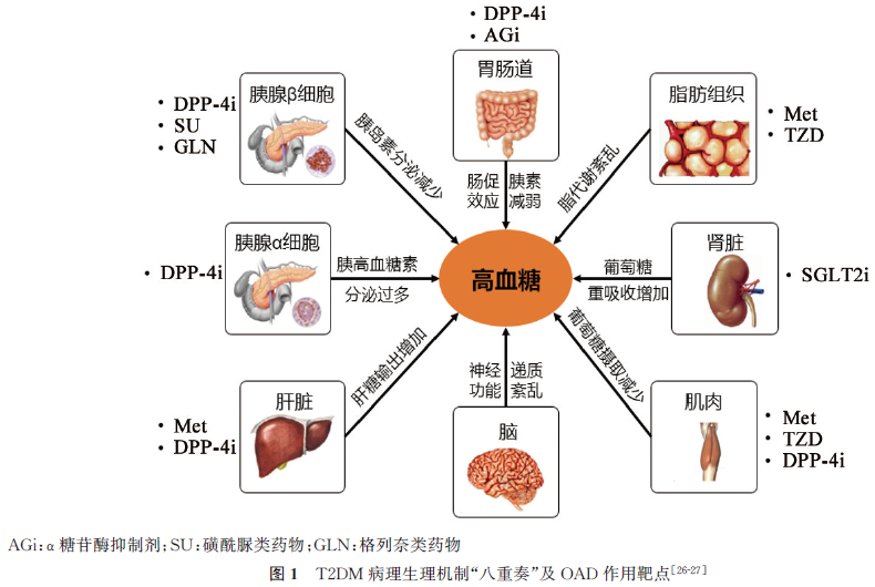 由作用机制到用药注意中国共识为metdpp4isglt2i的三联优化方案提供