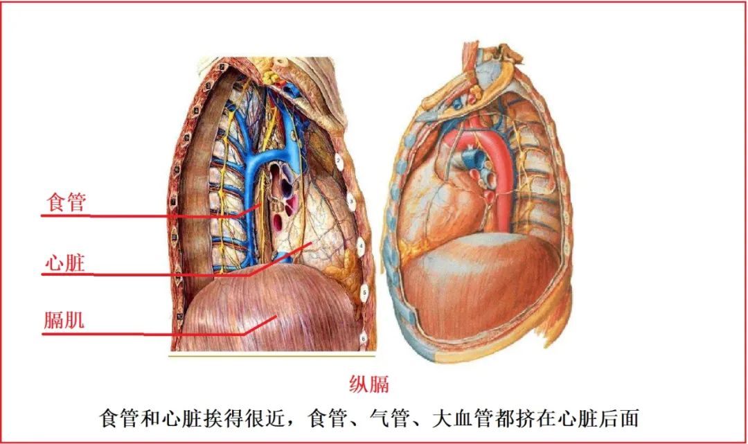 心脏和胃的位置图图片